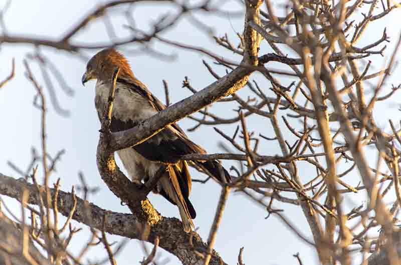 Águila Yellow-Billed Kite - parque nacional Kruger - Sudáfrica.jpg